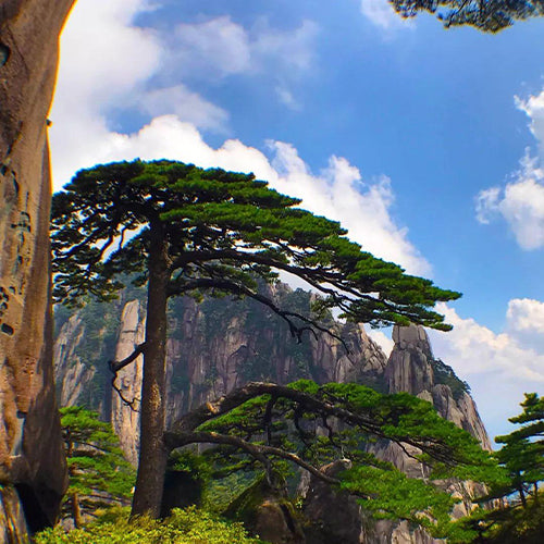 Pinus taiwanensis & Taiwan red pine seeds