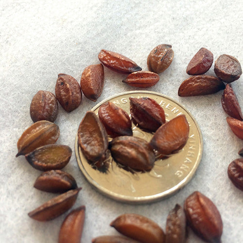Pterocarpus-santalinus-Red-sanders-Seeds