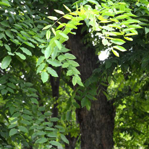 Pterocarpus-santalinus-Red-sanders-Seeds