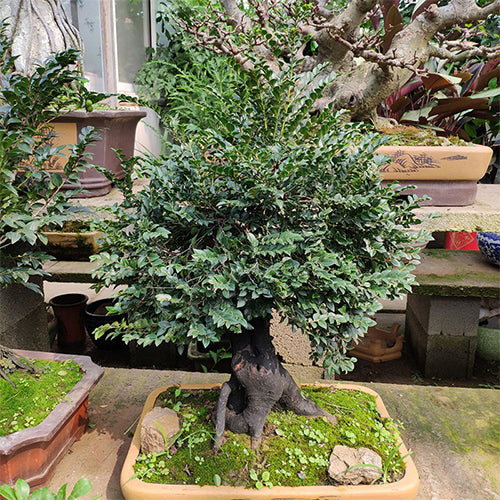 Pterocarpus-santalinus-Red-sanders-Seeds