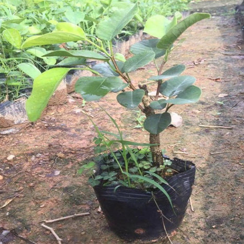 Pterocarpus-santalinus-Red-sanders-Seeds