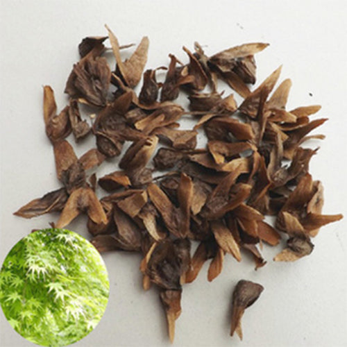 Pterocarya stenoptera & Chinese wingnut Seeds