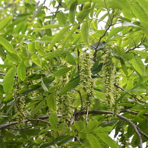 Pterocarya stenoptera & Chinese wingnut Seeds