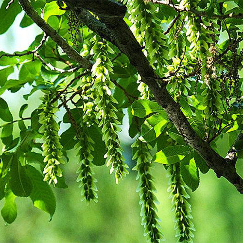 Pterocarya stenoptera & Chinese wingnut Seeds