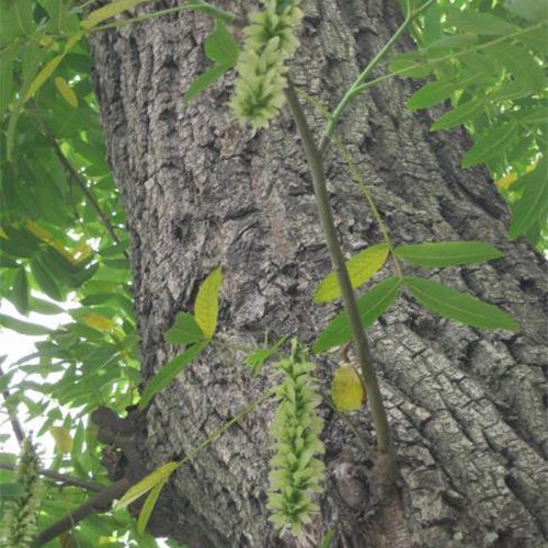 Pterocarya stenoptera & Chinese wingnut Seeds