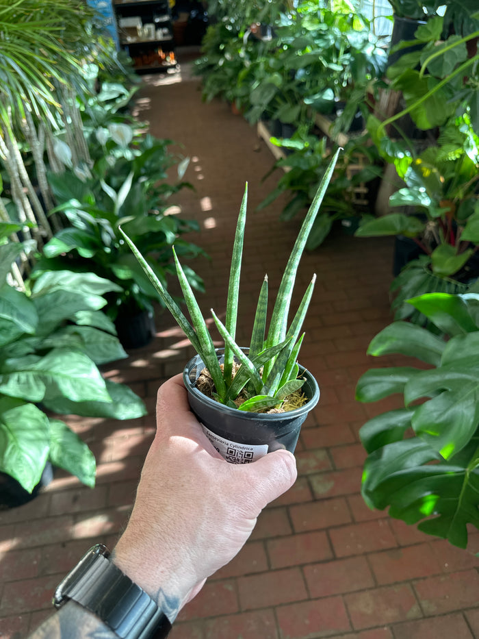 Sansevieria Cylindrica