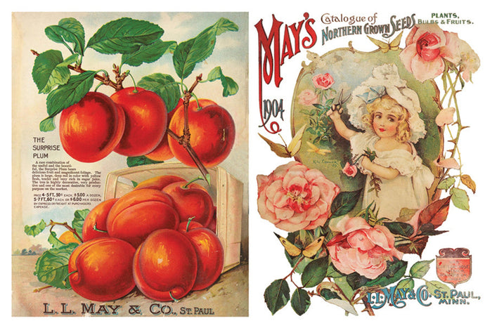 Seed Catalogue Transfer by IOD, Iron Orchid Designs Page 3