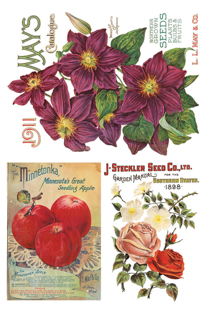 Seed Catalogue Transfer by IOD, Iron Orchid Designs Page 4