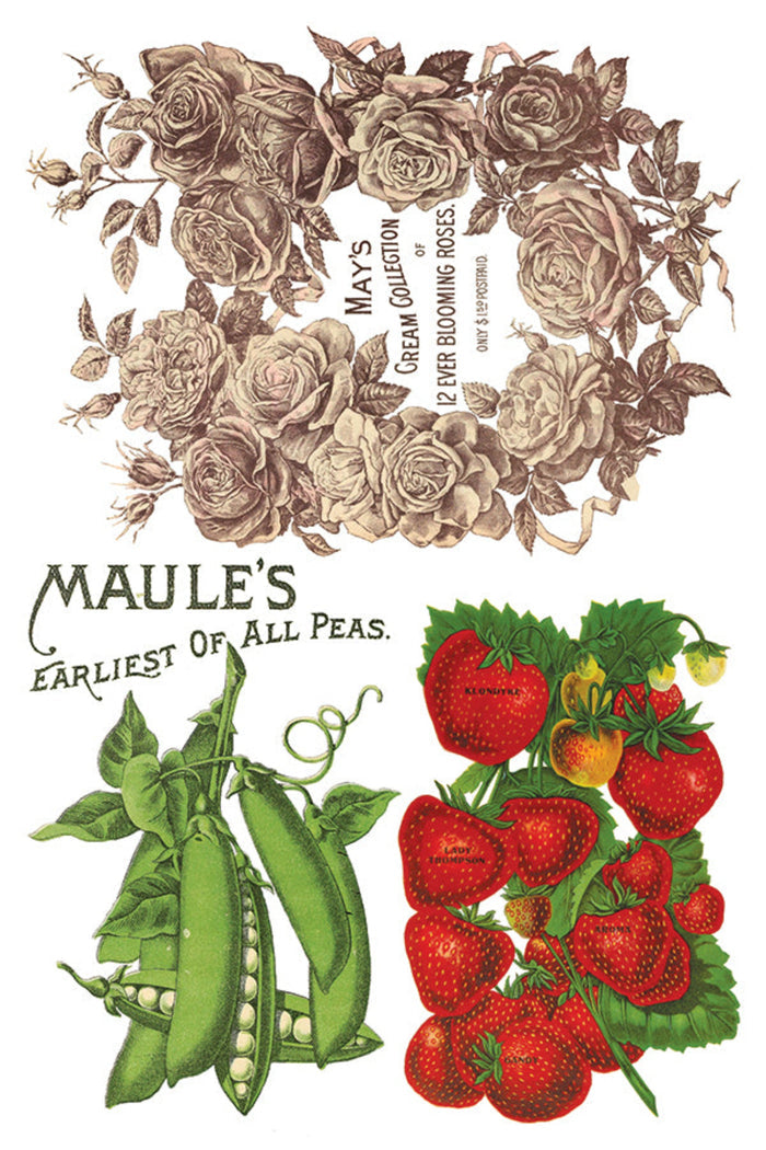 Seed Catalogue Transfer by IOD, Iron Orchid Designs Page 7