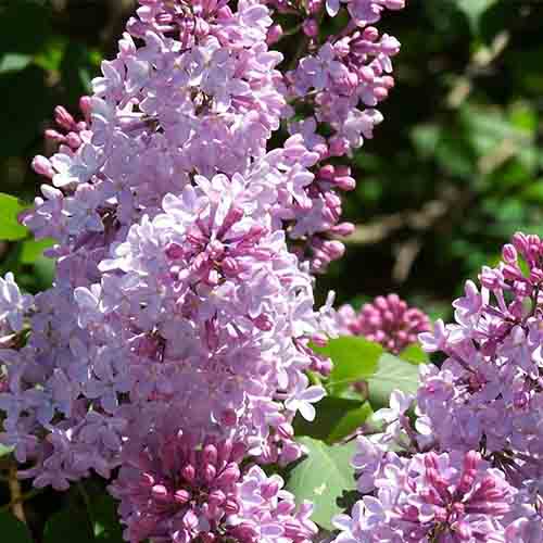 Syringa microphylla & Small leaf lilac tree Seeds