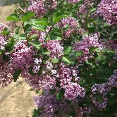 Syringa microphylla & Small leaf lilac tree Seeds