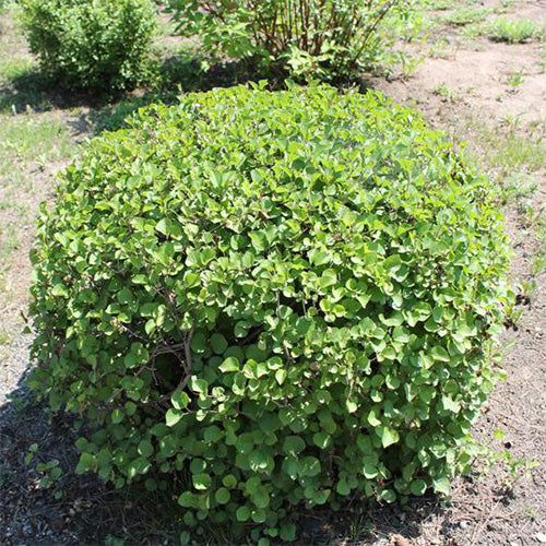 Syringa microphylla & Small leaf lilac tree Seeds