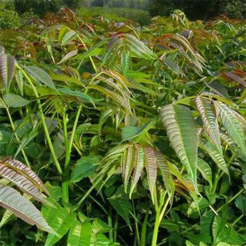Toona sinensis & Chinese mahogany Seeds