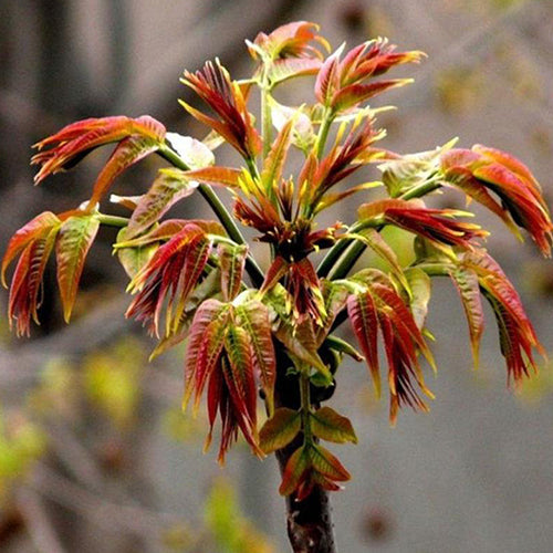 Toona sinensis & Chinese mahogany Seeds