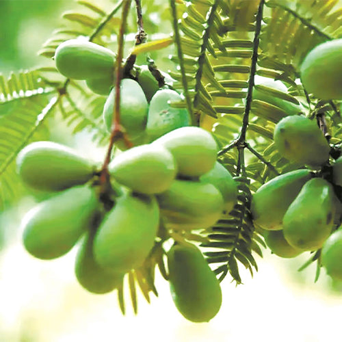 Torreya-grandis-Chinese-nutmeg-yew-Seeds