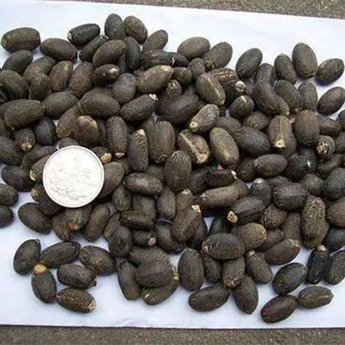 Vernicia-fordii-Tung-tree-Seeds
