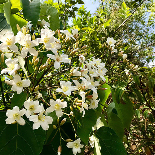 Vernicia-fordii-Tung-tree-Seeds