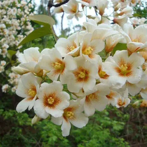 Vernicia-fordii-Tung-tree-Seeds