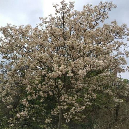 Vernicia-fordii-Tung-tree-Seeds