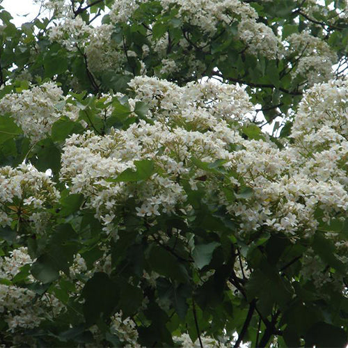 Vernicia-fordii-Tung-tree-Seeds