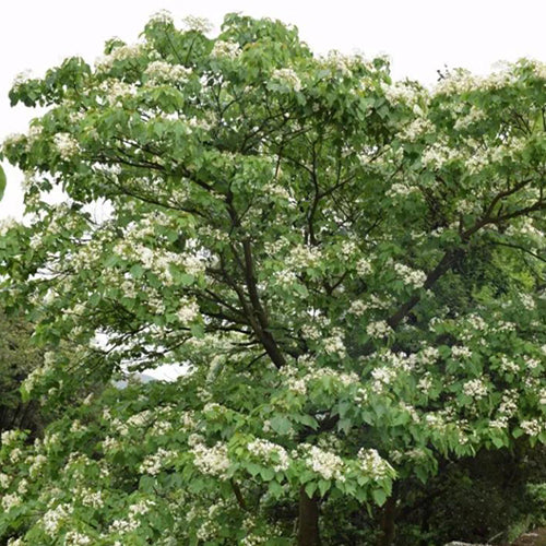 Vernicia-fordii-Tung-tree-Seeds