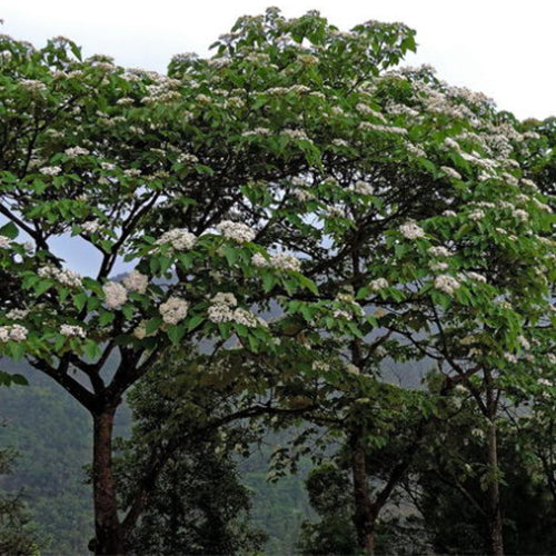 Vernicia-fordii-Tung-tree-Seeds