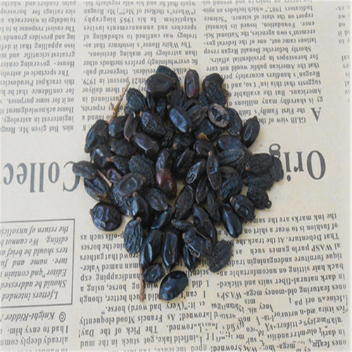 Viburnum-macrocephalum-Chinese-snowball-Seeds