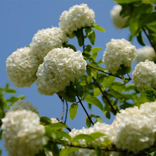Viburnum-macrocephalum-Chinese-snowball-Seeds