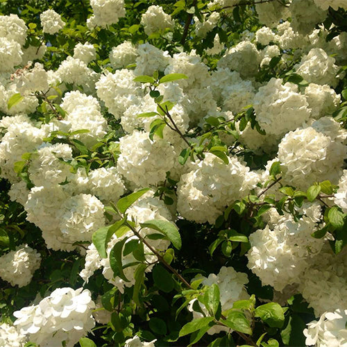 Viburnum-macrocephalum-Chinese-snowball-Seeds