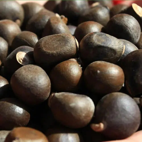 Xanthoceras-sorbifolium-Yellowhorn-Seeds