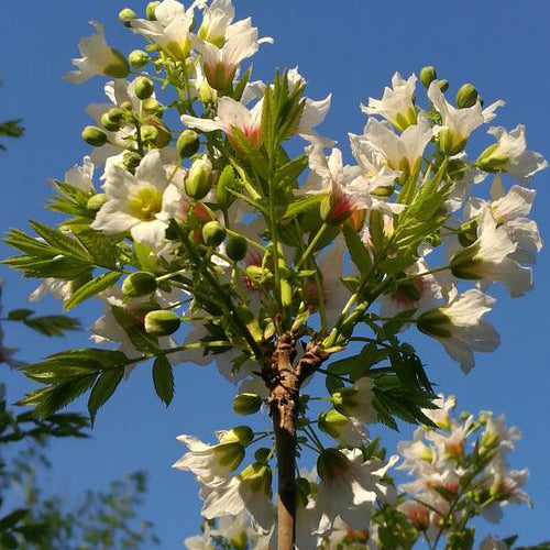 Xanthoceras-sorbifolium-Yellowhorn-Seeds
