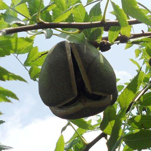 Xanthoceras-sorbifolium-Yellowhorn-Seeds