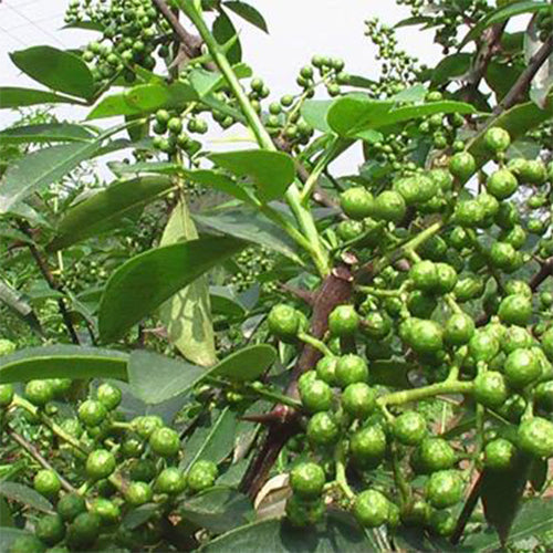 Zanthoxylum & Mountain zanthoxylum Seeds