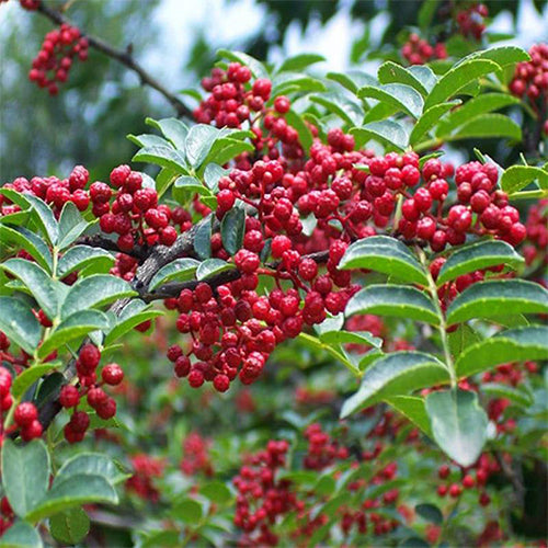 Zanthoxylum & Mountain zanthoxylum Seeds