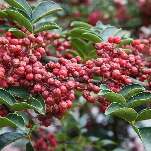 Zanthoxylum & Mountain zanthoxylum Seeds