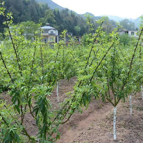 Zanthoxylum & Mountain zanthoxylum Seeds