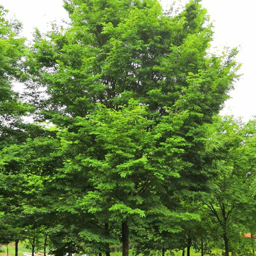 Zelkova serrata & keyaki Seeds