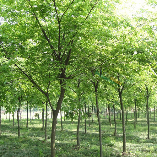 Zelkova serrata & keyaki Seeds